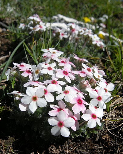 Androsace villosa /Androsace appenninica